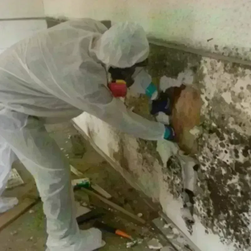 Mold Remediation and Removal in Nanticoke, PA